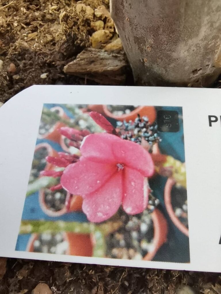 Plumeria fioritura rossa
