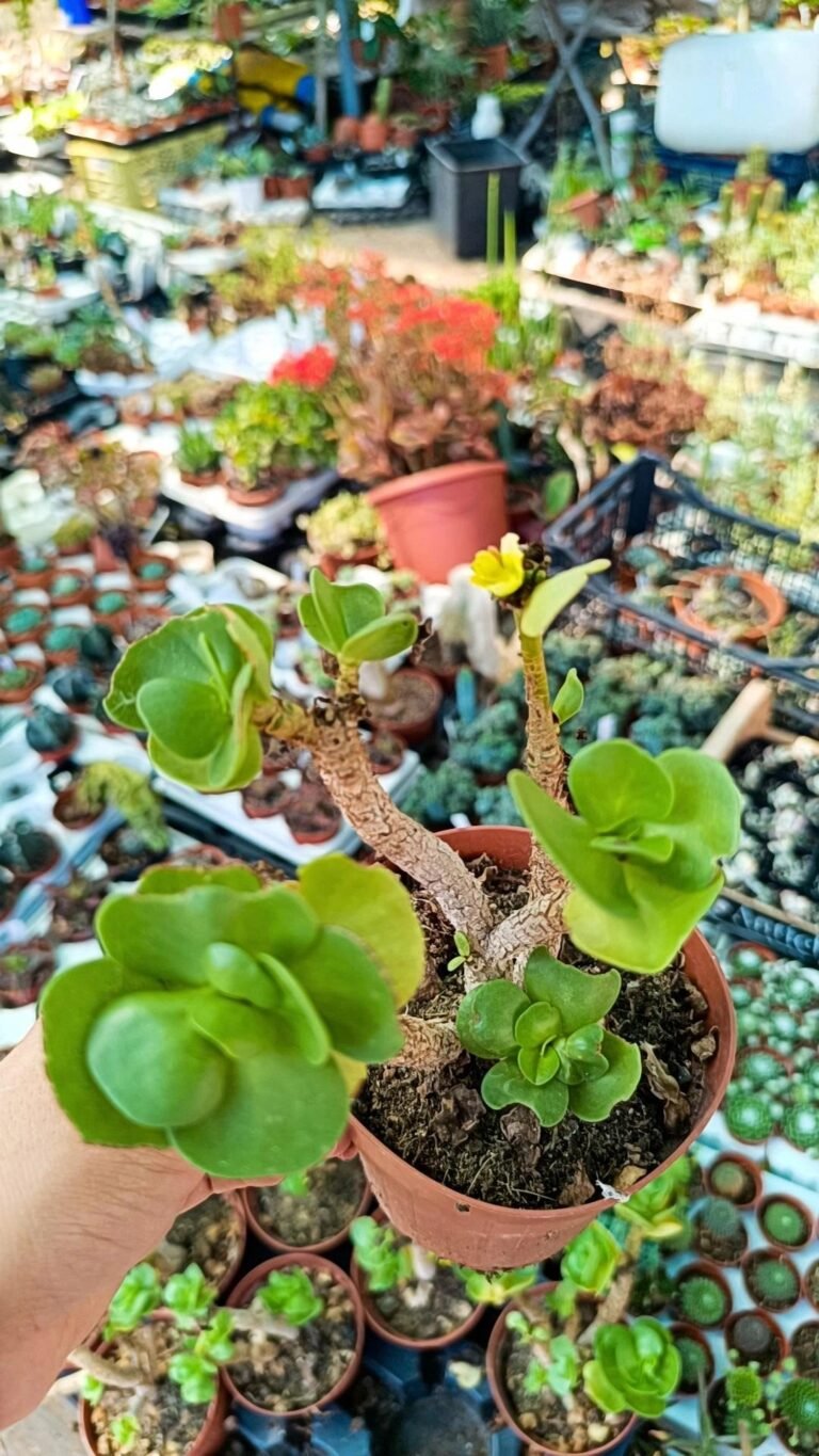 Portulaca Molokinensis