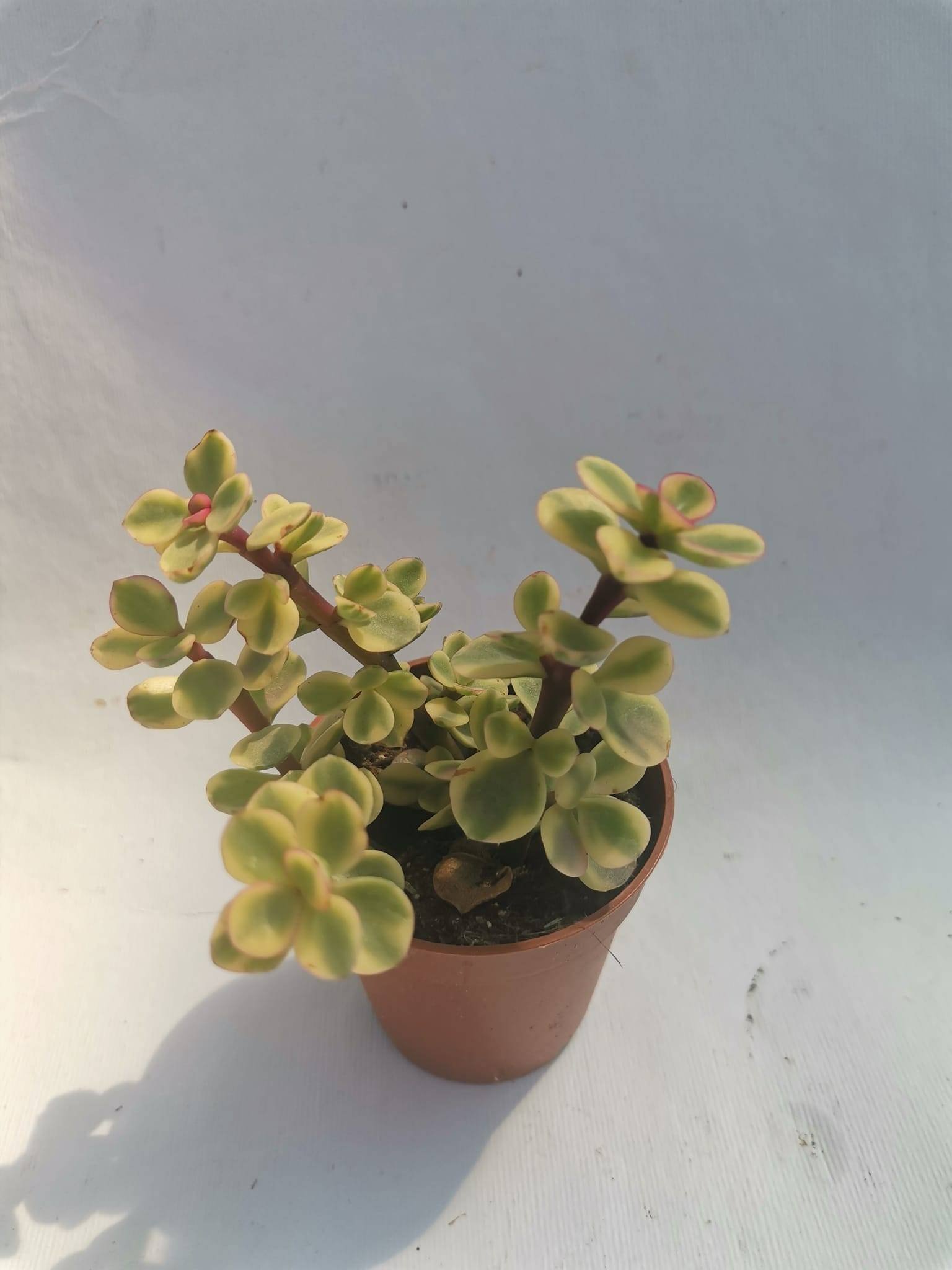 Portulacaria Afra Variegata