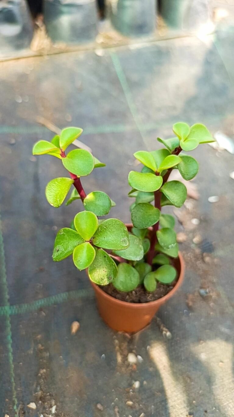 Portulacaria Afra