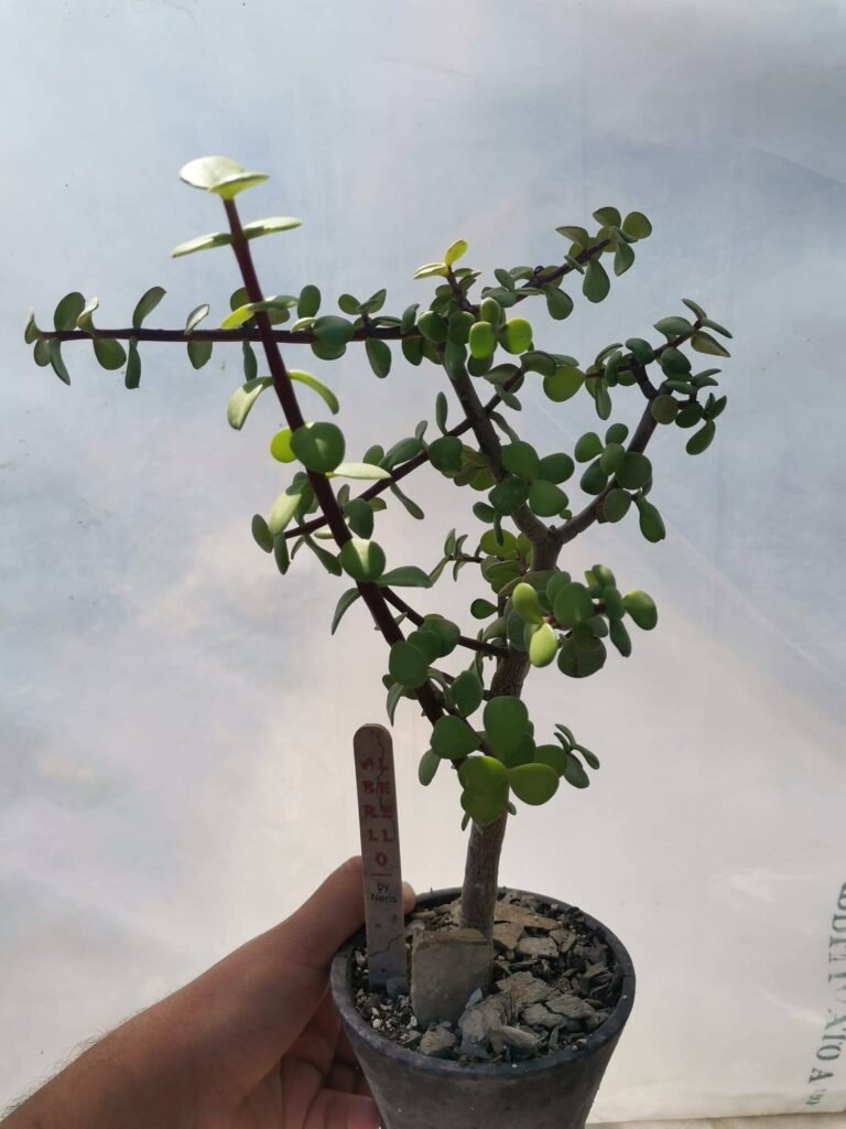 Portulacaria Afra Bonsai