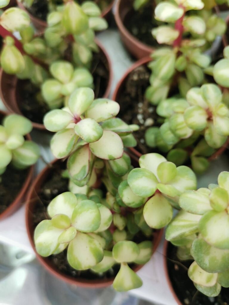 Crassula Portulacaria Afra variegata v. Mediopicta
