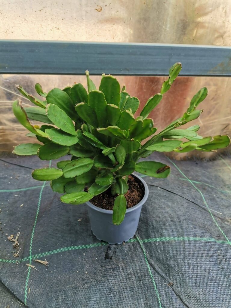 Rhipsalidopsis hybrid Hope