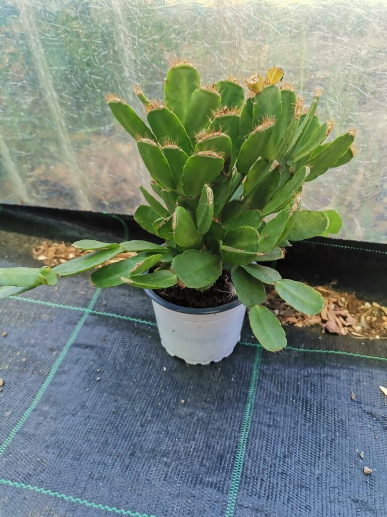 Rhipsalidopsis hybrid Gloria