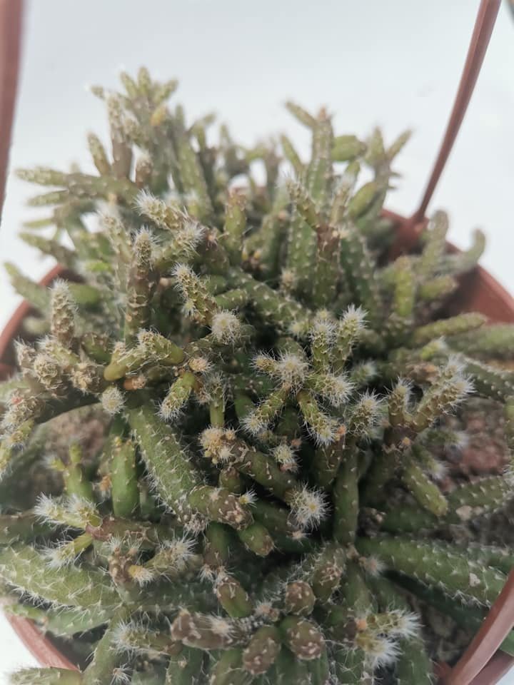 Rhipsalis Pilocarpa v. Horrida