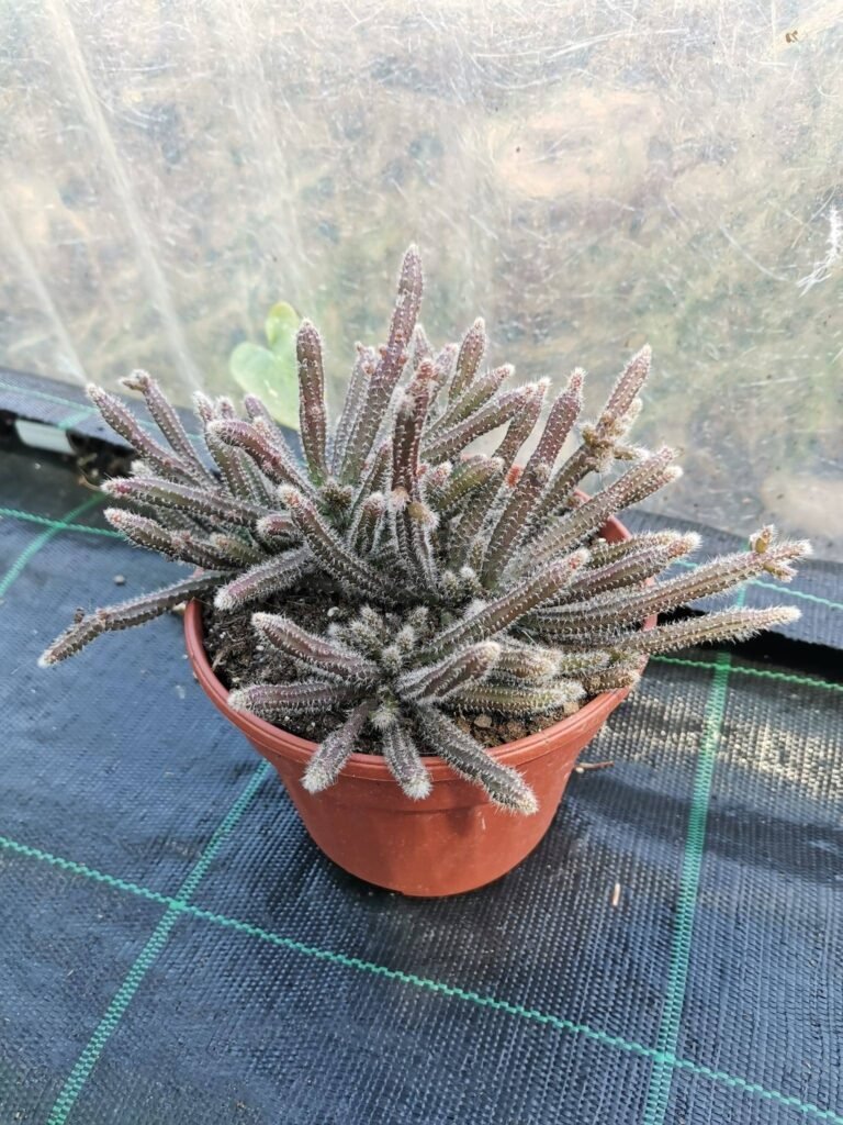 Rhipsalis Baccifera Horrida