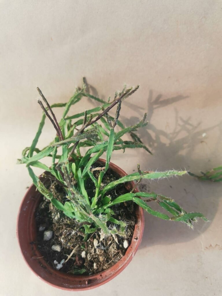 Rhipsalis Baccifera sp
