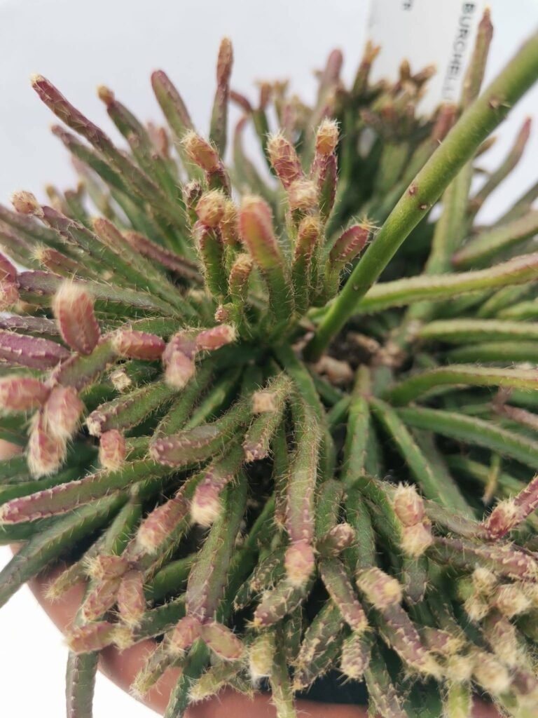 Rhipsalis Burchellii