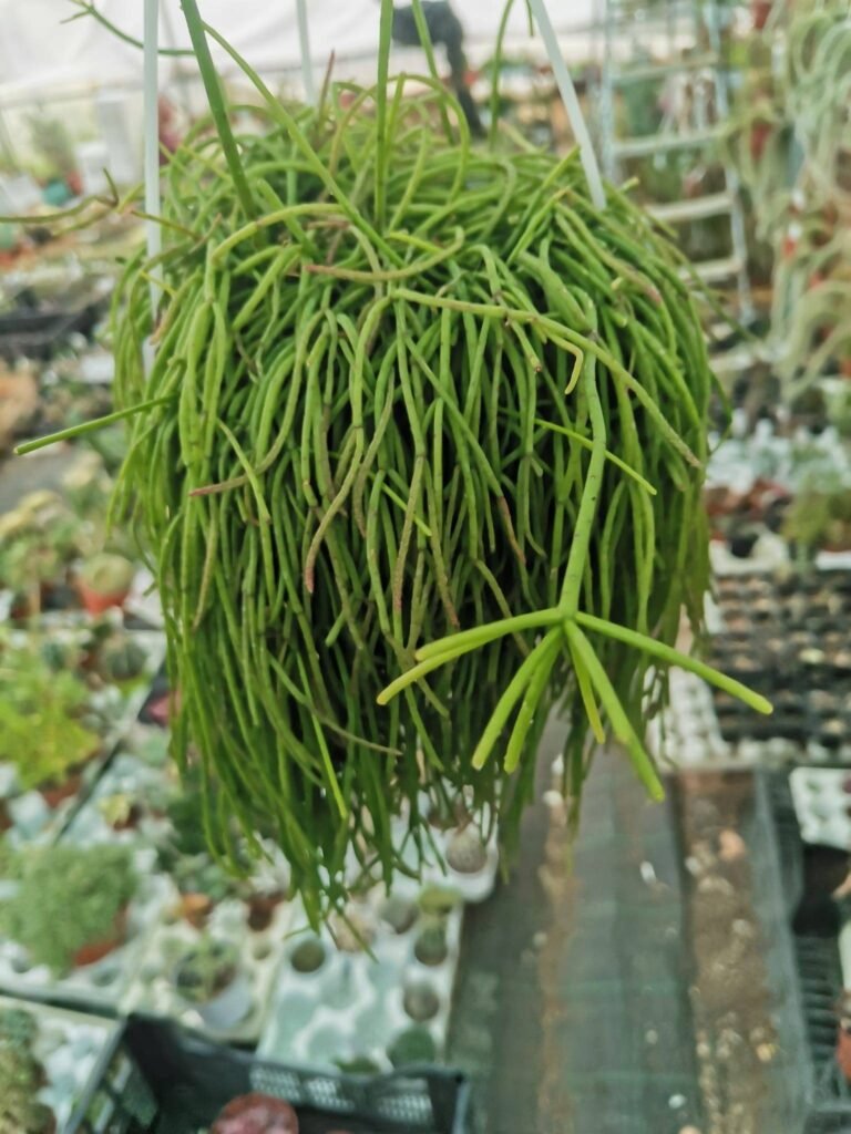 Rhipsalis Cassutha