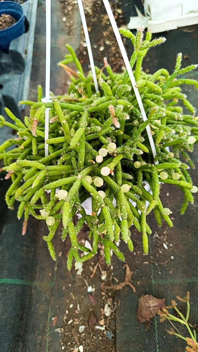 Rhipsalis Cereuscula