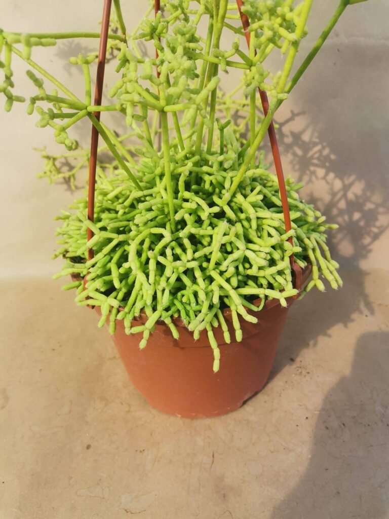 Rhipsalis Cereuscula