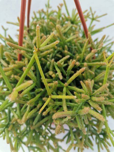 Rhipsalis Burchellii