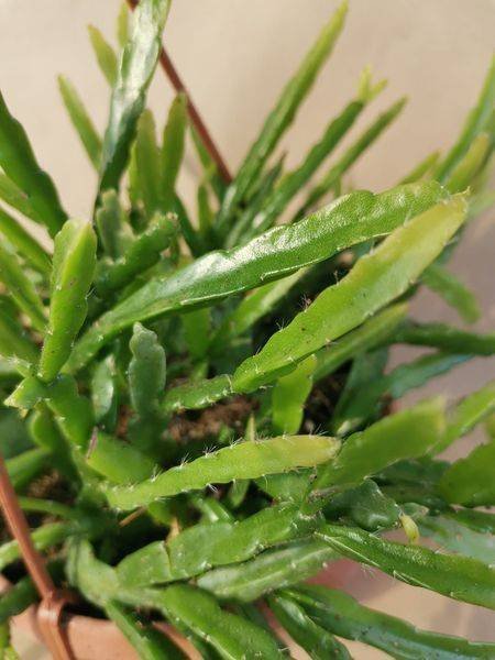 Rhipsalis Micrantha