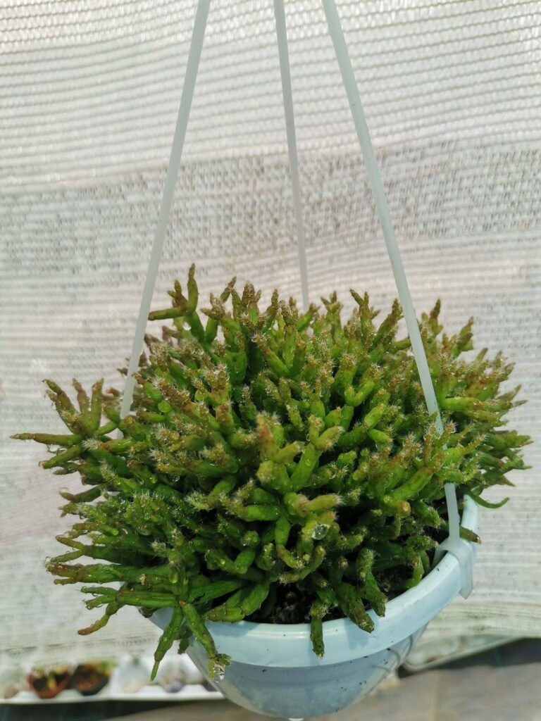 Rhipsalis Pilocarpa