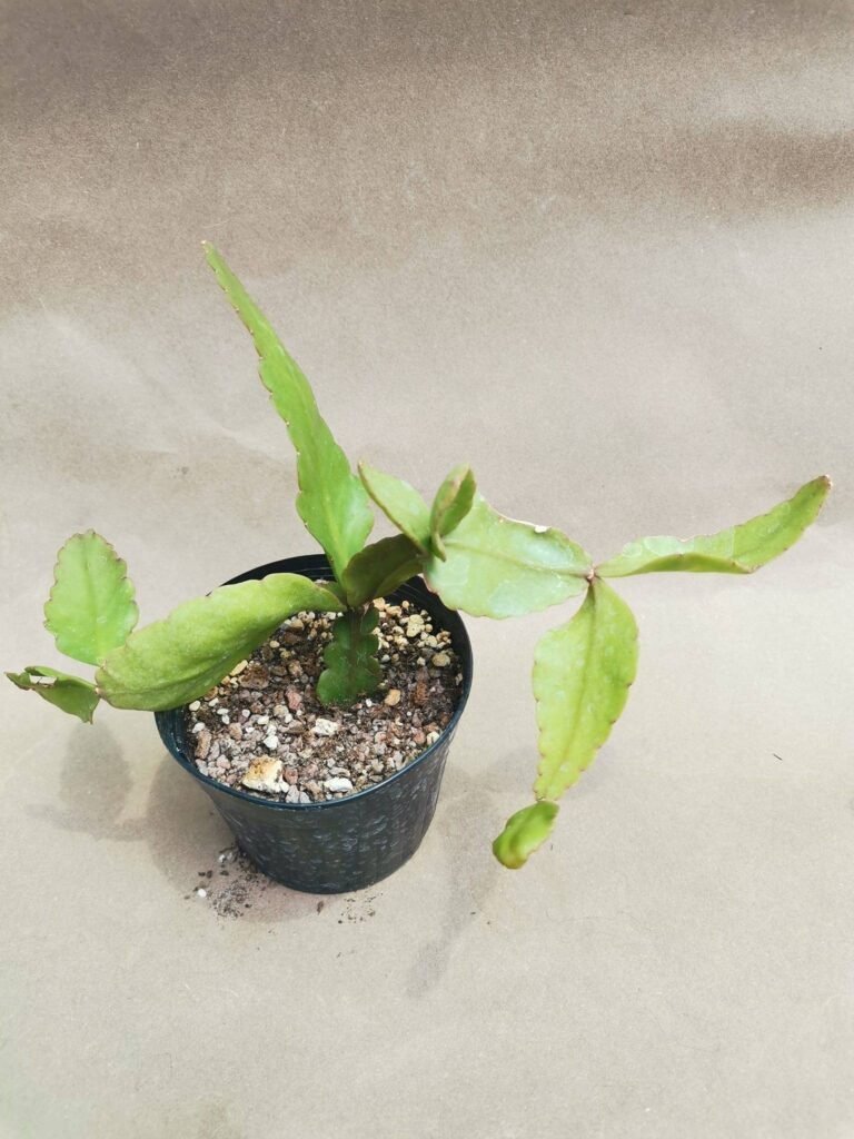 Rhipsalis Rhombea