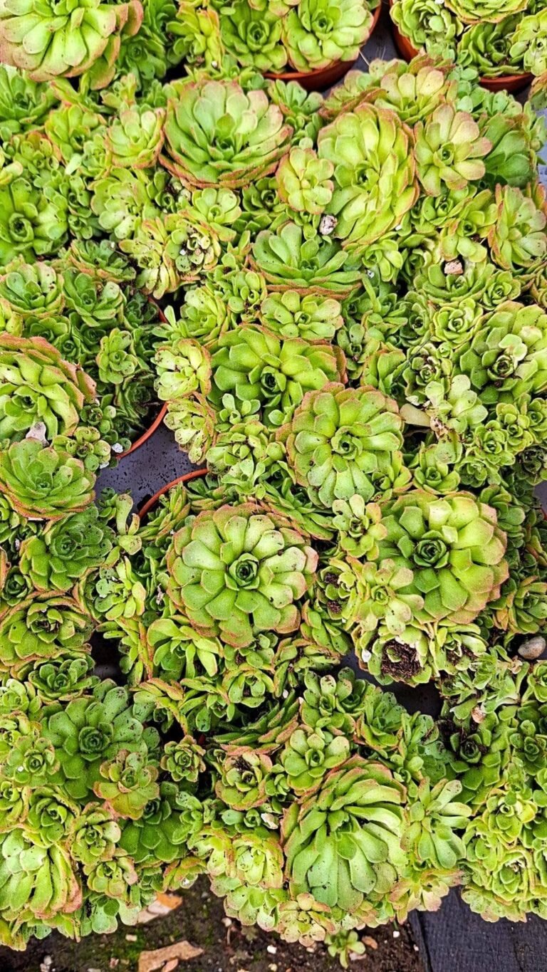 Rosularia Chrysantha