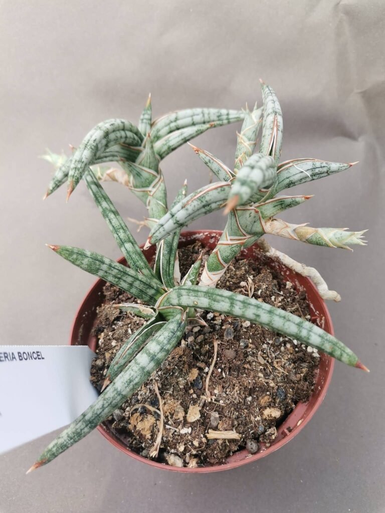 Sansevieria Boncel