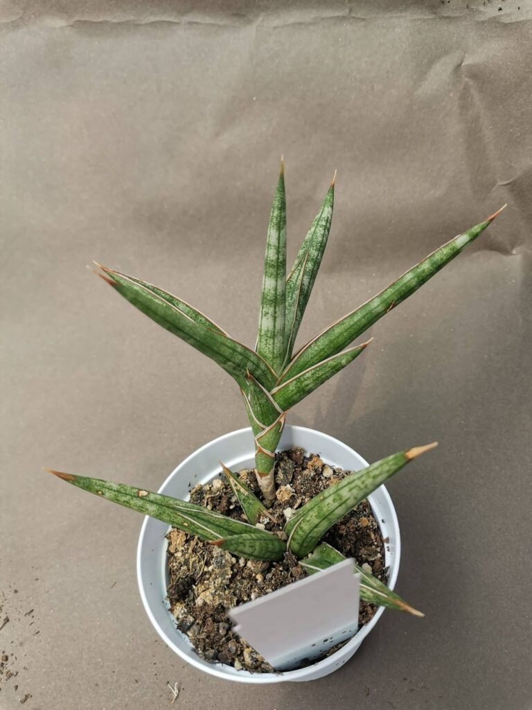 Sansevieria Boncel