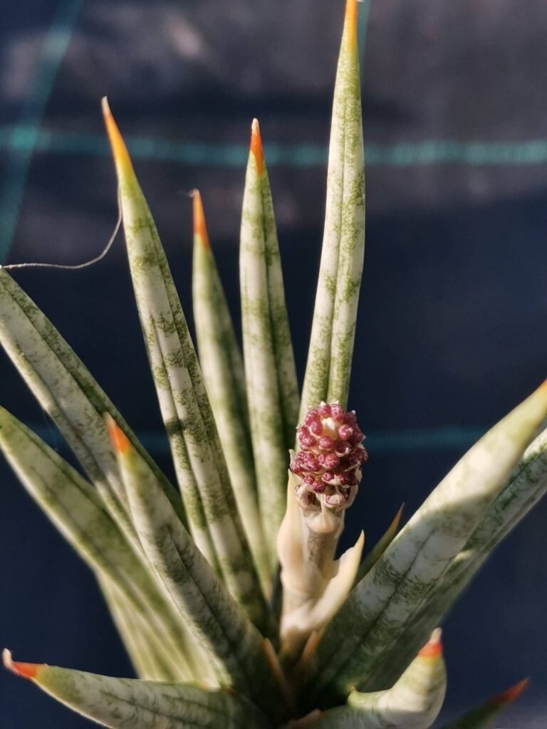 Sansevieria Francisii