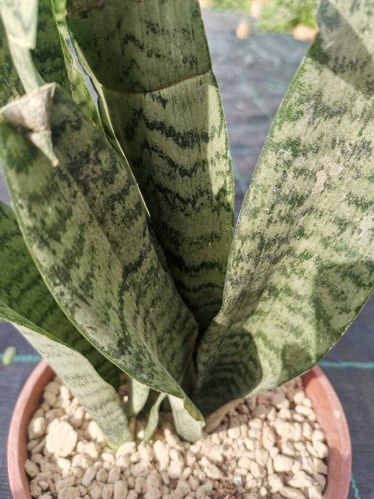 Sansevieria Hyacinthoides