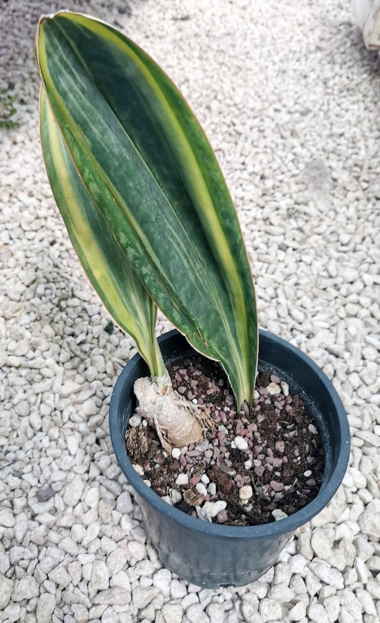 Sansevieria Masoniana Variegata (Mason’s Congo)