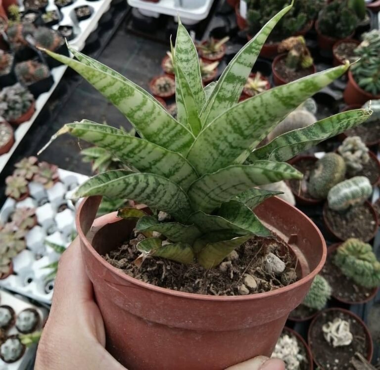 Sansevieria Tough Lady