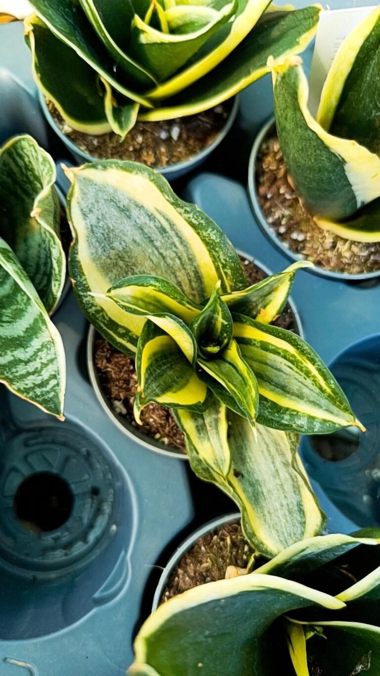 Sansevieria Golden Hahnii