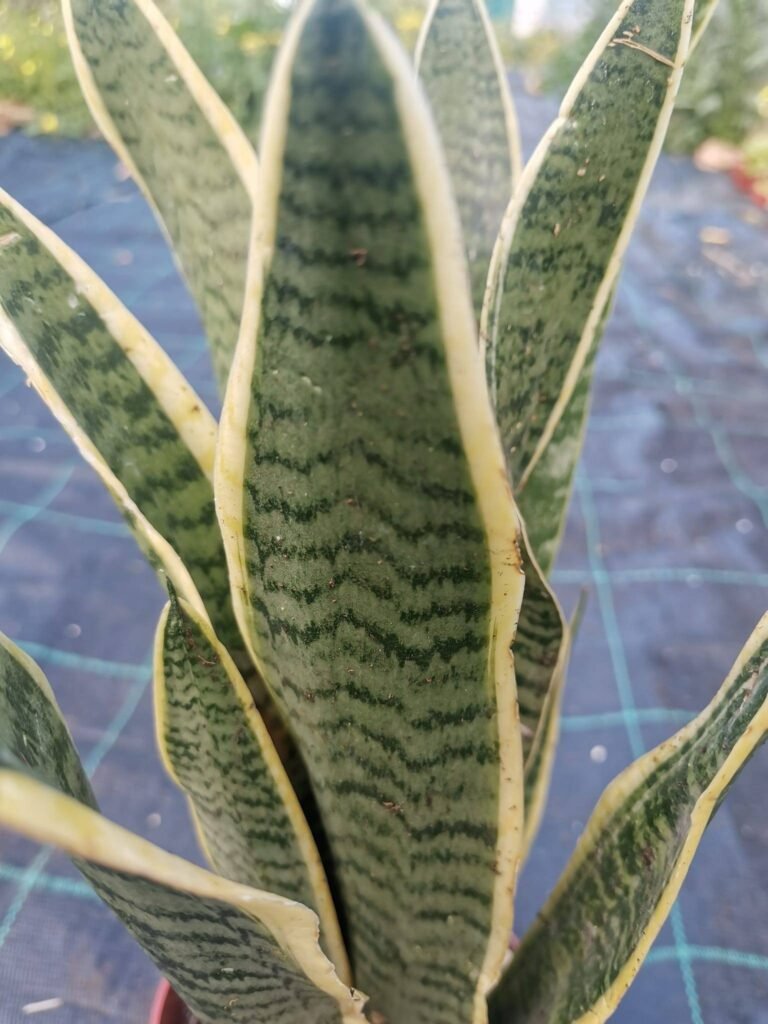 Sansevieria Trifasciata Variegata
