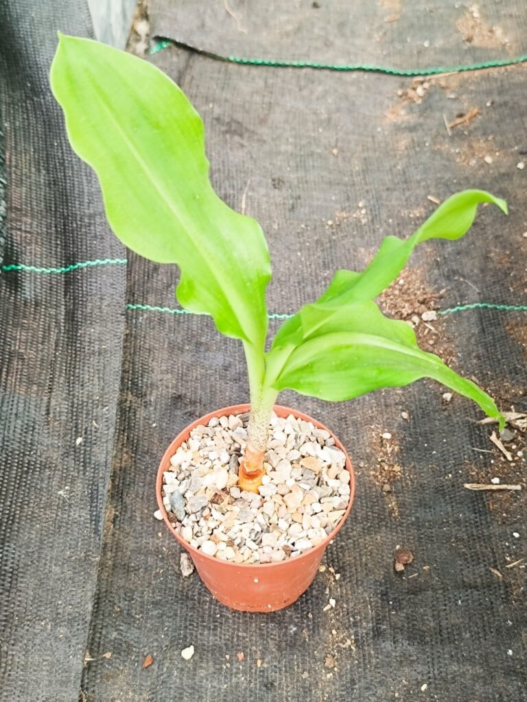 Scadoxus Multiflorus