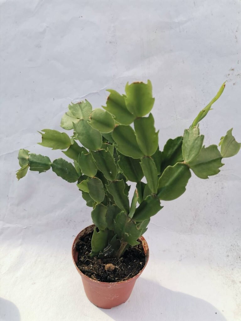 Schlumbergera hybrid Thor Ida