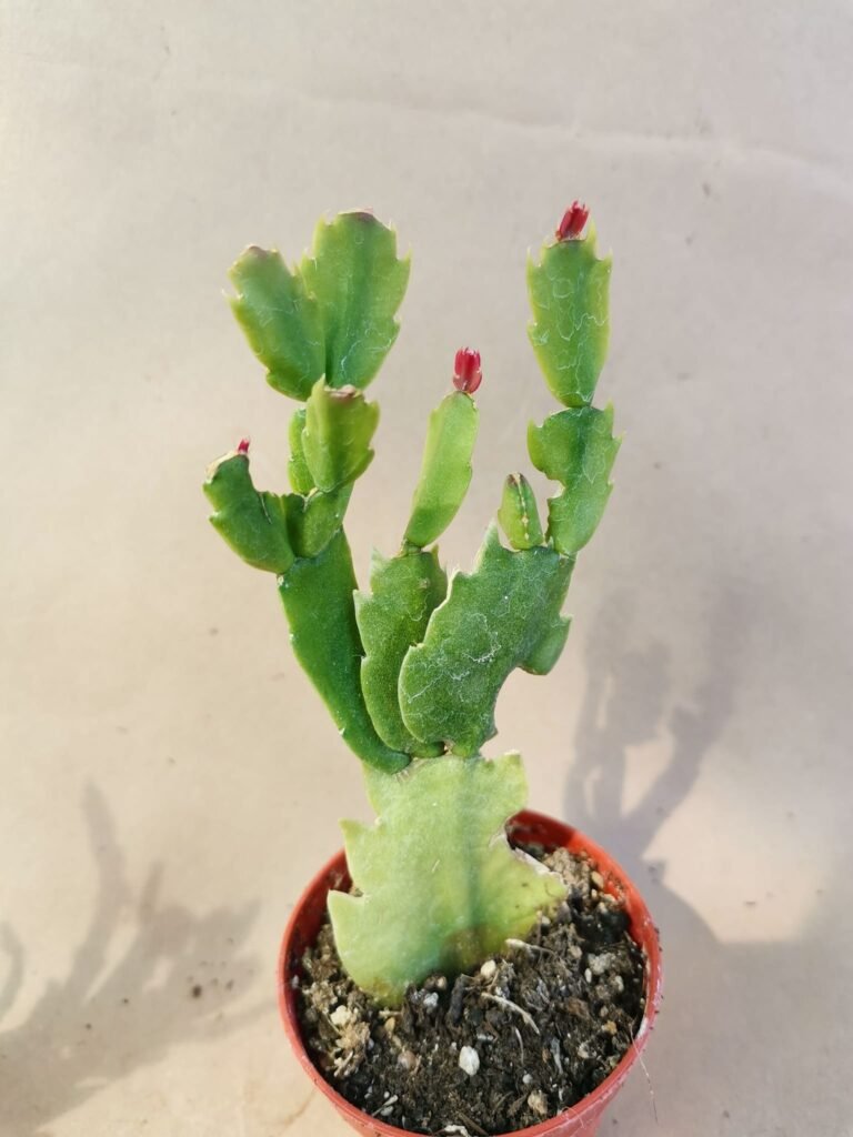 Schlumbergera sp o Natalina