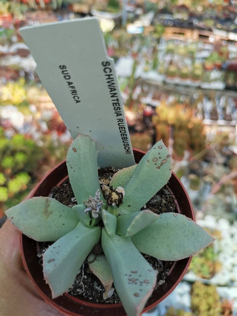 Schwantesia Ruedebuschii