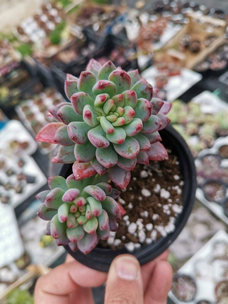 Sedeveria Blue Elf