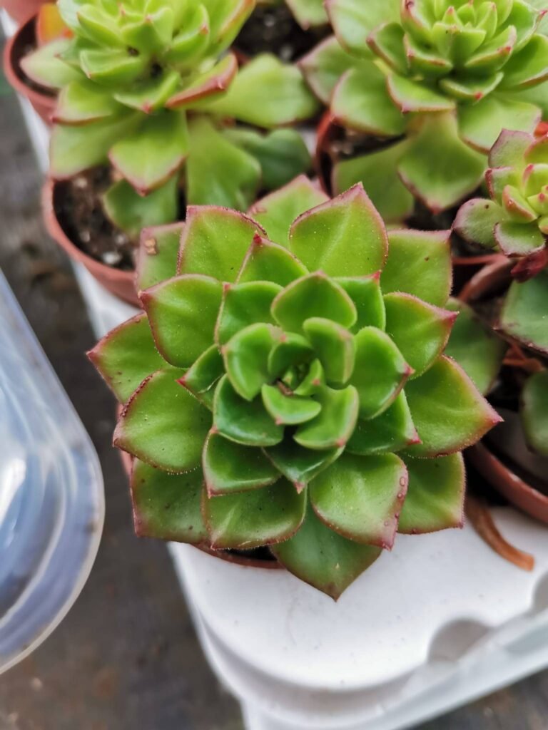 Sedeveria Letizia