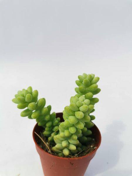Sedum Burrito