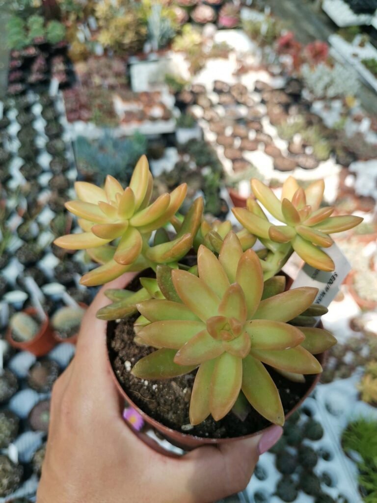 Sedum Nussbaumerianum