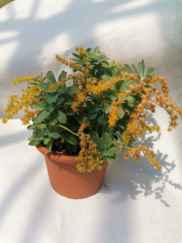 Sedum Palmeri