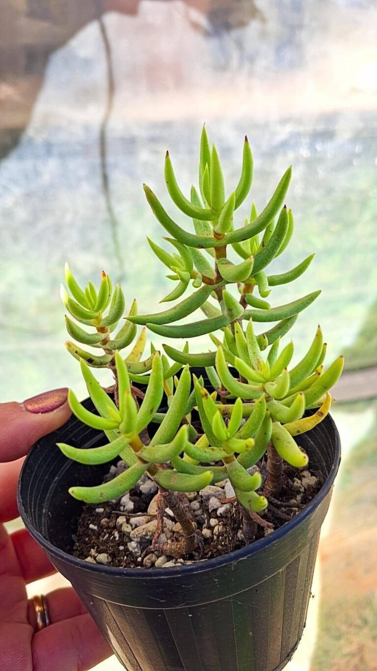 Sedum SP