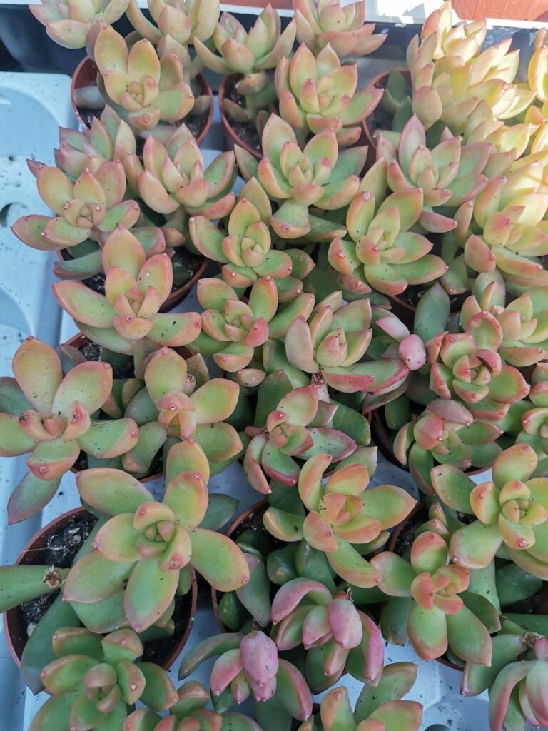 Sedum Adolphii