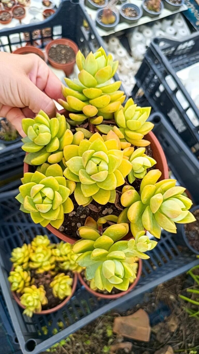 Sedum Adolphii