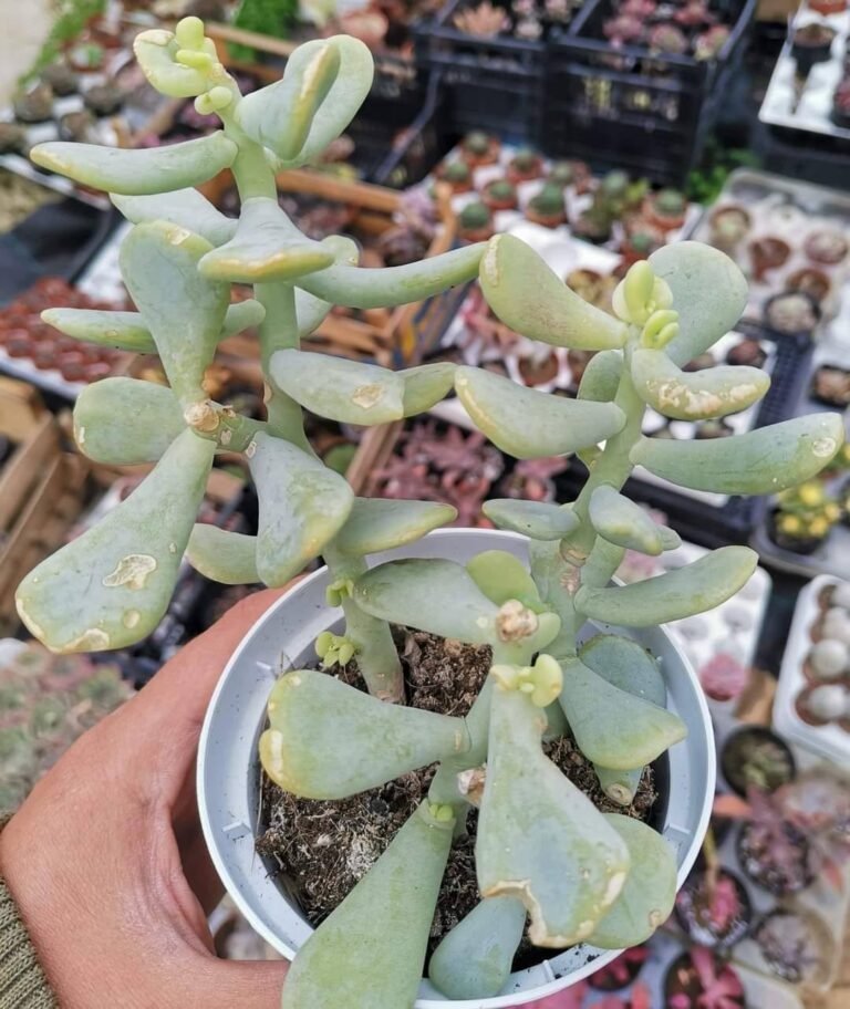 Sedum Allantoides Goldii