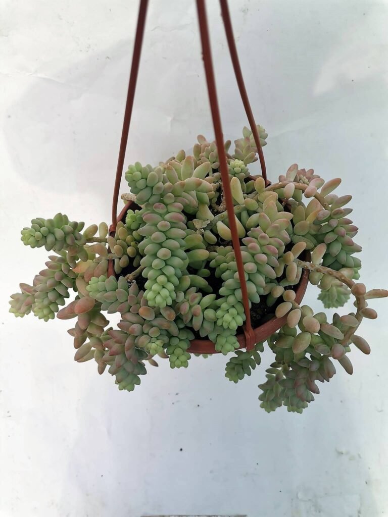 Sedum Burrito