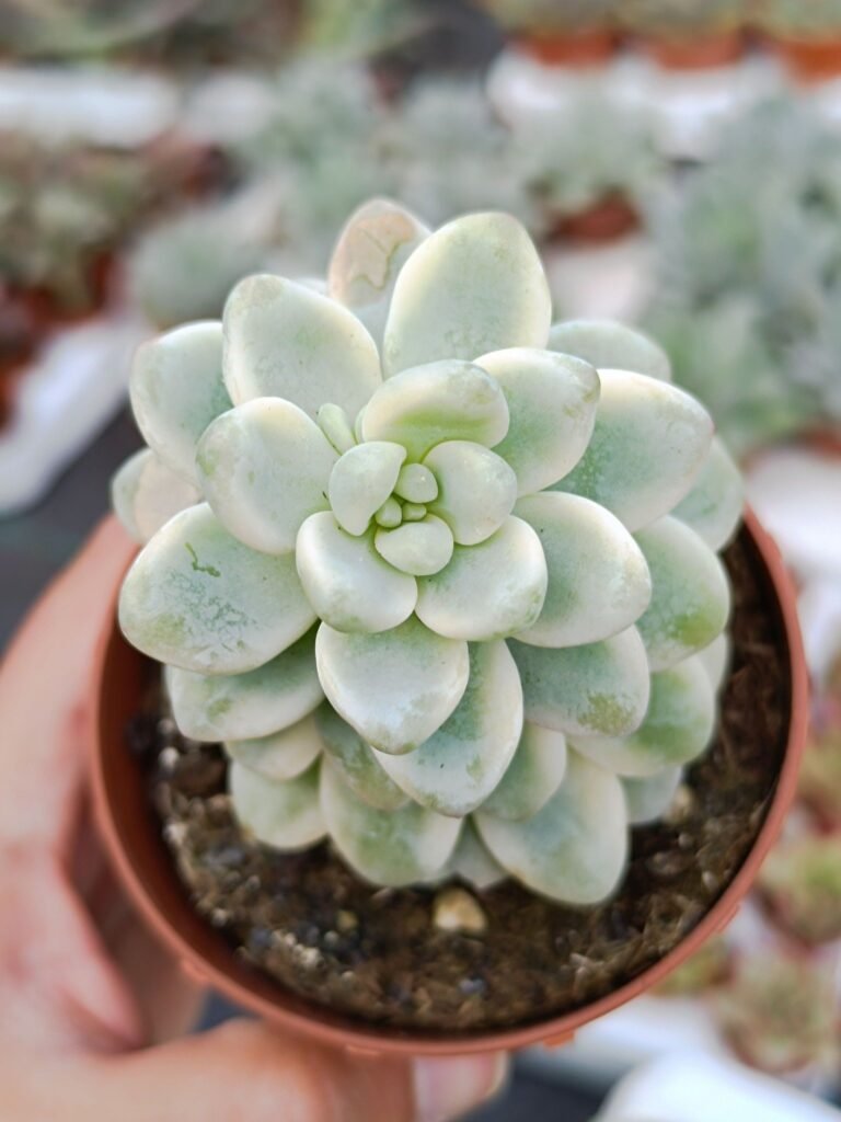 Sedum Clavatum Variegata Korean