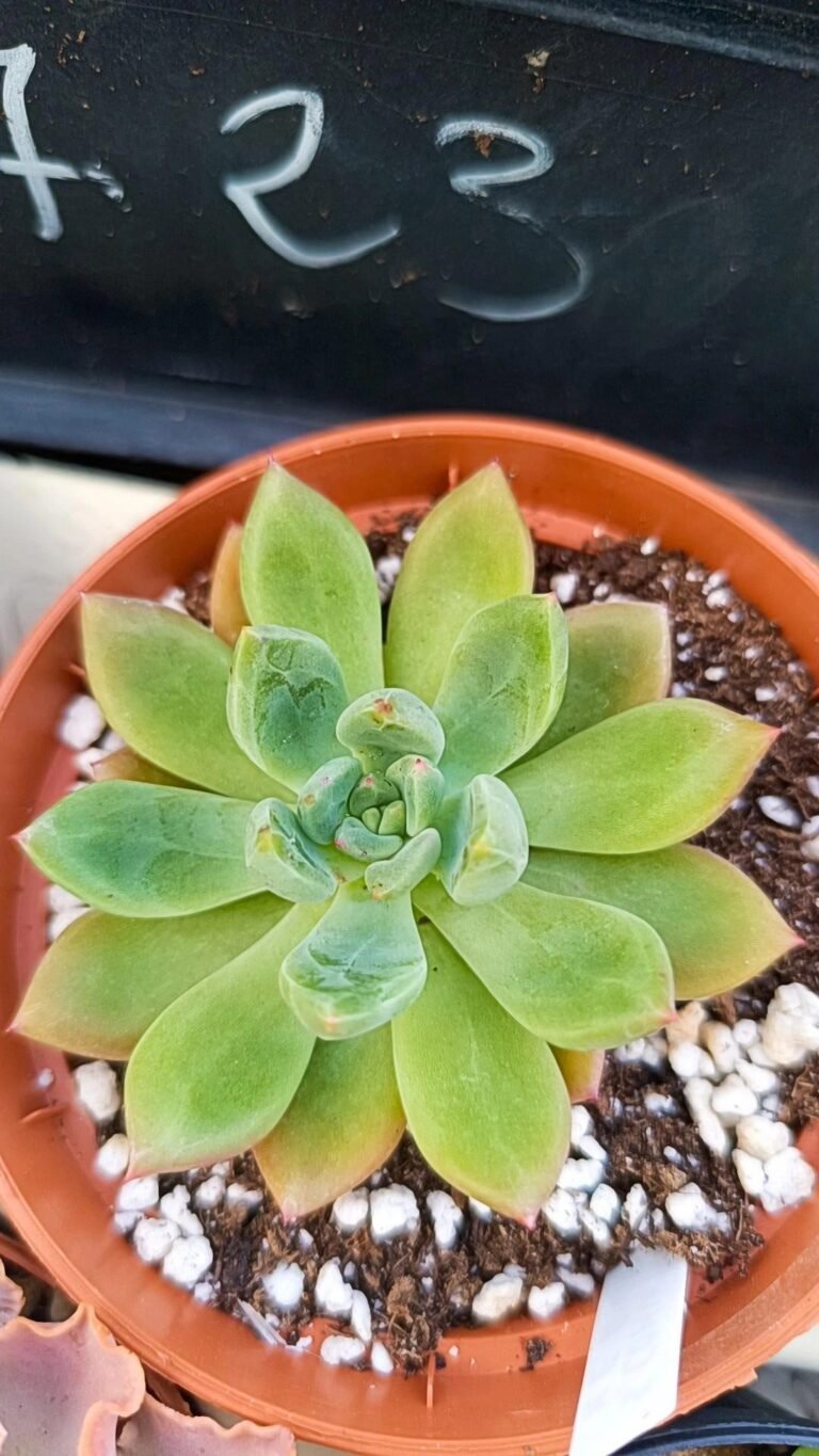 Sedum comixtum x e Rubin