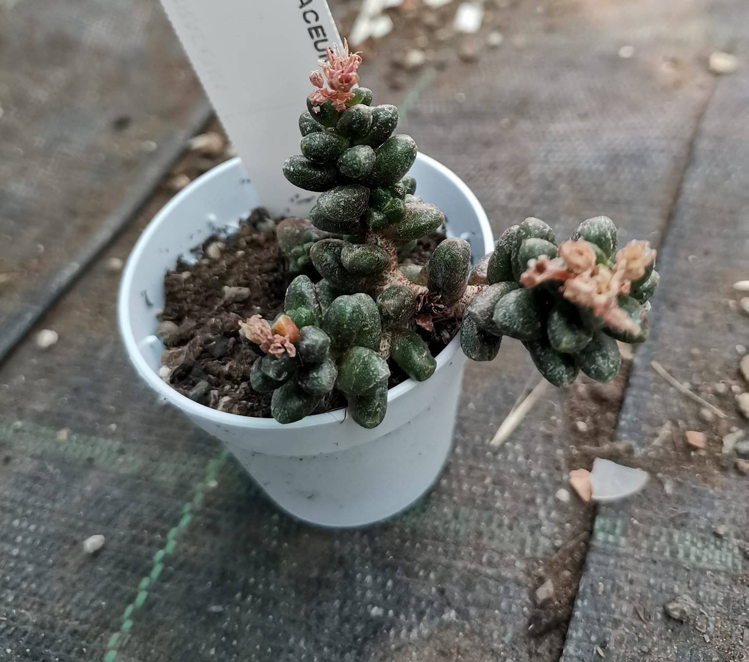 Sedum furfuraceum
