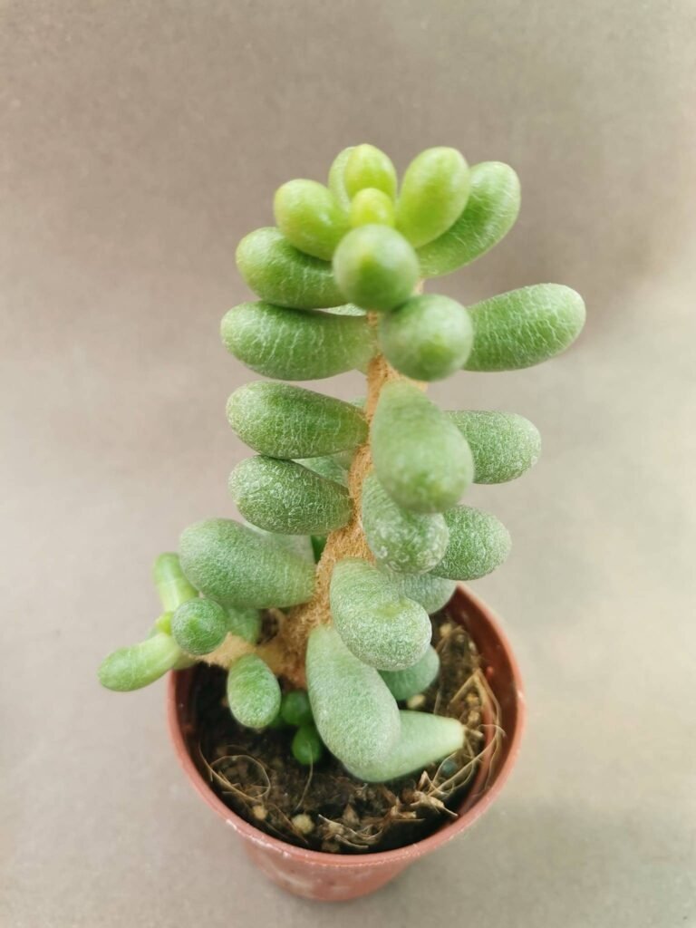 Sedum Hernandezii