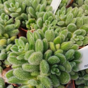 Sedum Hintonii