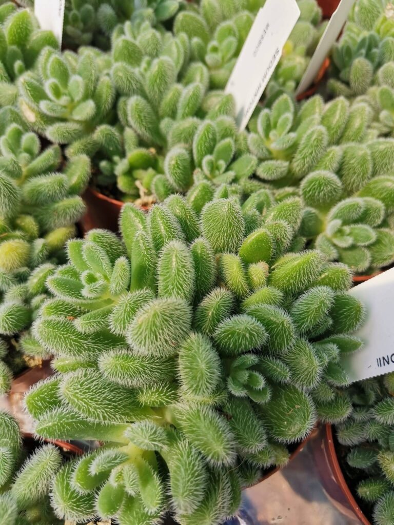 Sedum Hintonii