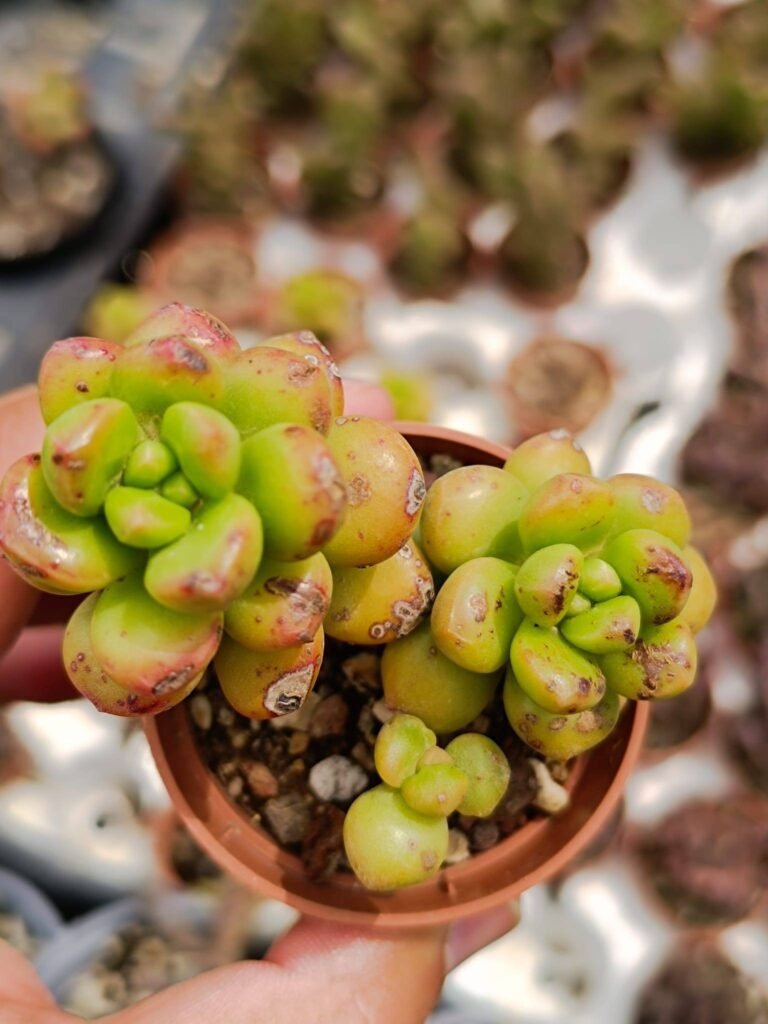 Sedum Lucidum Obesum