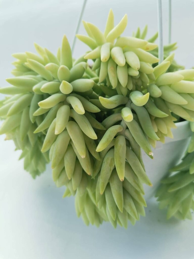 Sedum Morganianum
